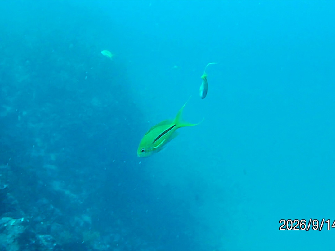 Izu Oceanic Park Diving Center - I.O.P.-伊东市必去景点