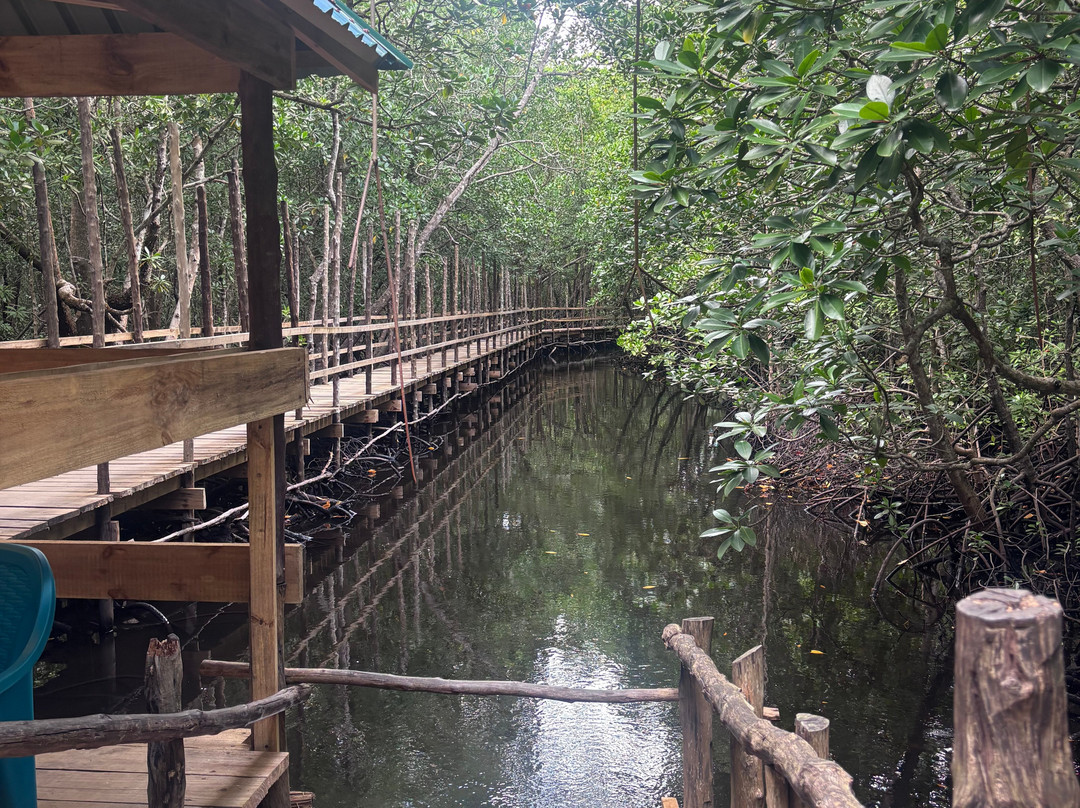 Jozani Chwaka Bay National Park-桑给巴尔岛必去景点