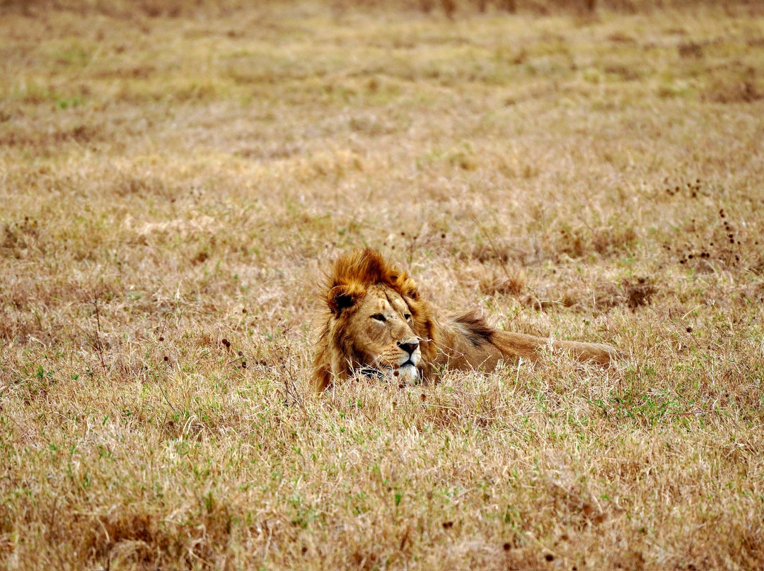 Munda Africa Adventure | Gorilla Trekking & Wildlife Safaris-恩德培必去景点