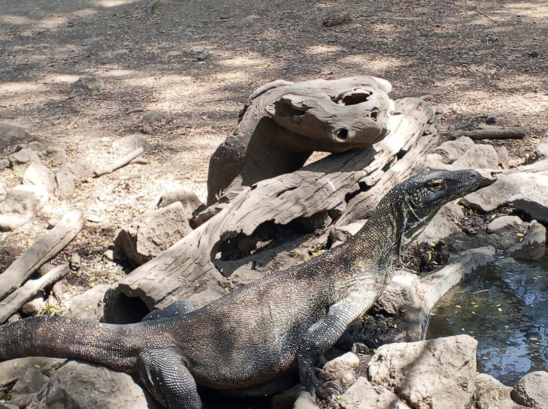 Komodo Island-科莫多国家公园必去景点