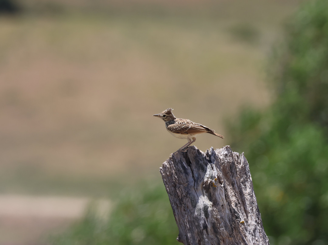 Birding The Strait-塔里法必去景点