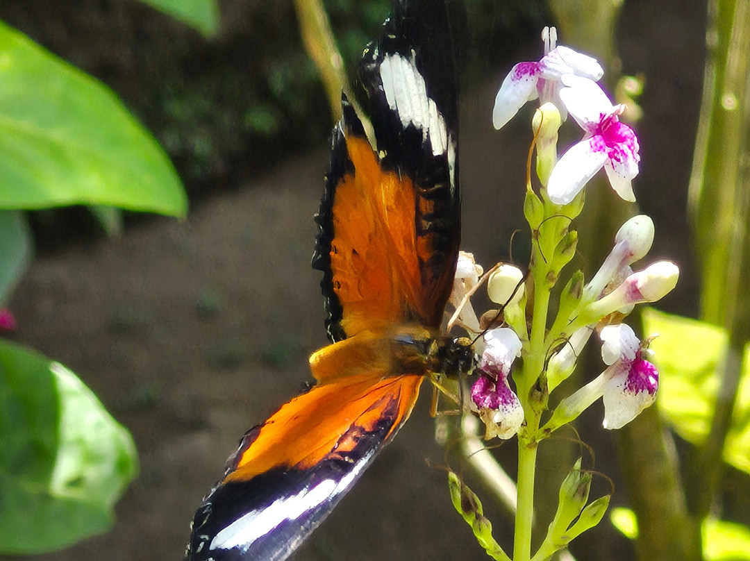 Kemenuh Butterfly Park-Kemenuh必去景点