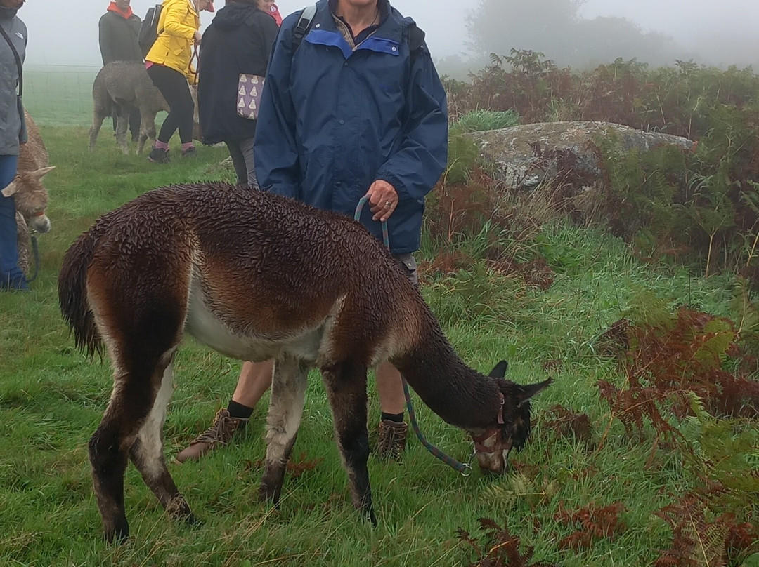 Alpaca Trekking Cornwall-康沃尔必去景点