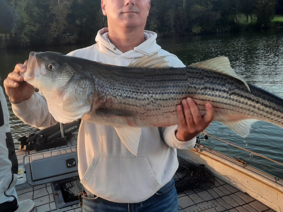 Tennessee River Monsters Fishing Guide Service - Striper, Catfish & Musky-Clinton必去景点
