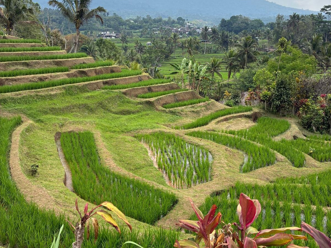 Jatiluwih Cycling & E-bike Tours With Bali By Pedals-Belalang必去景点