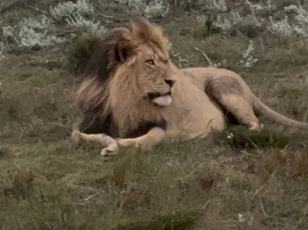 Lush African Safaris-Randpark Ridge必去景点