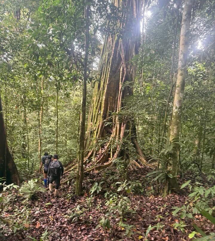 Bangkirai Hill Nature Tourism-巴厘巴板必去景点