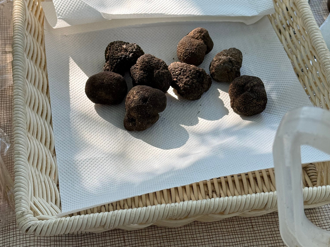 Truffle Hunting-卡兰巴卡必去景点
