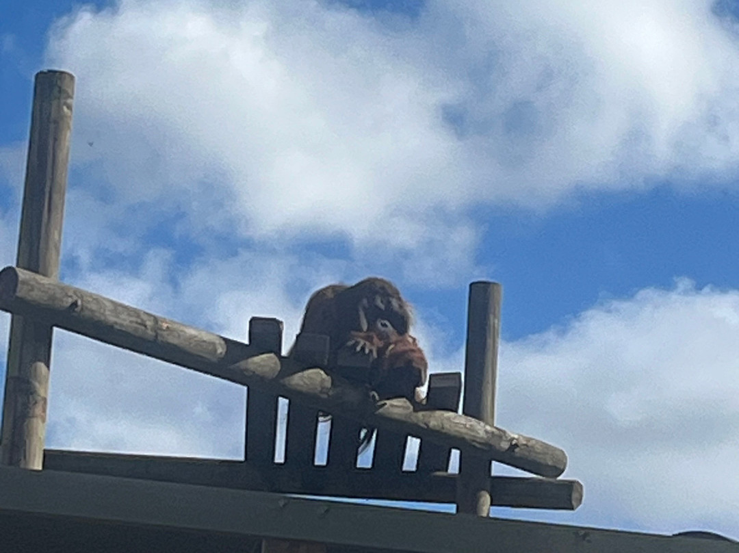 Monkey World-韦勒姆必去景点