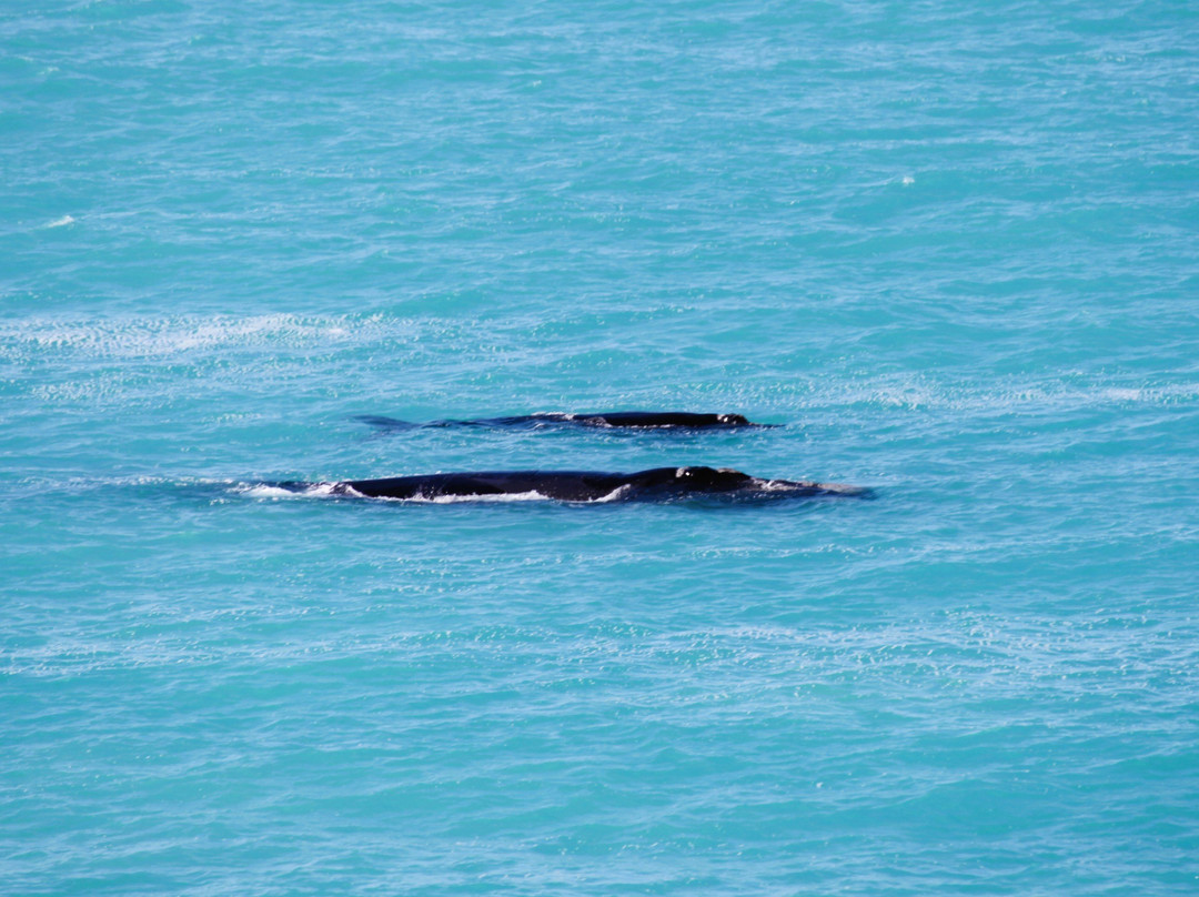 Head of Bight-Ceduna必去景点
