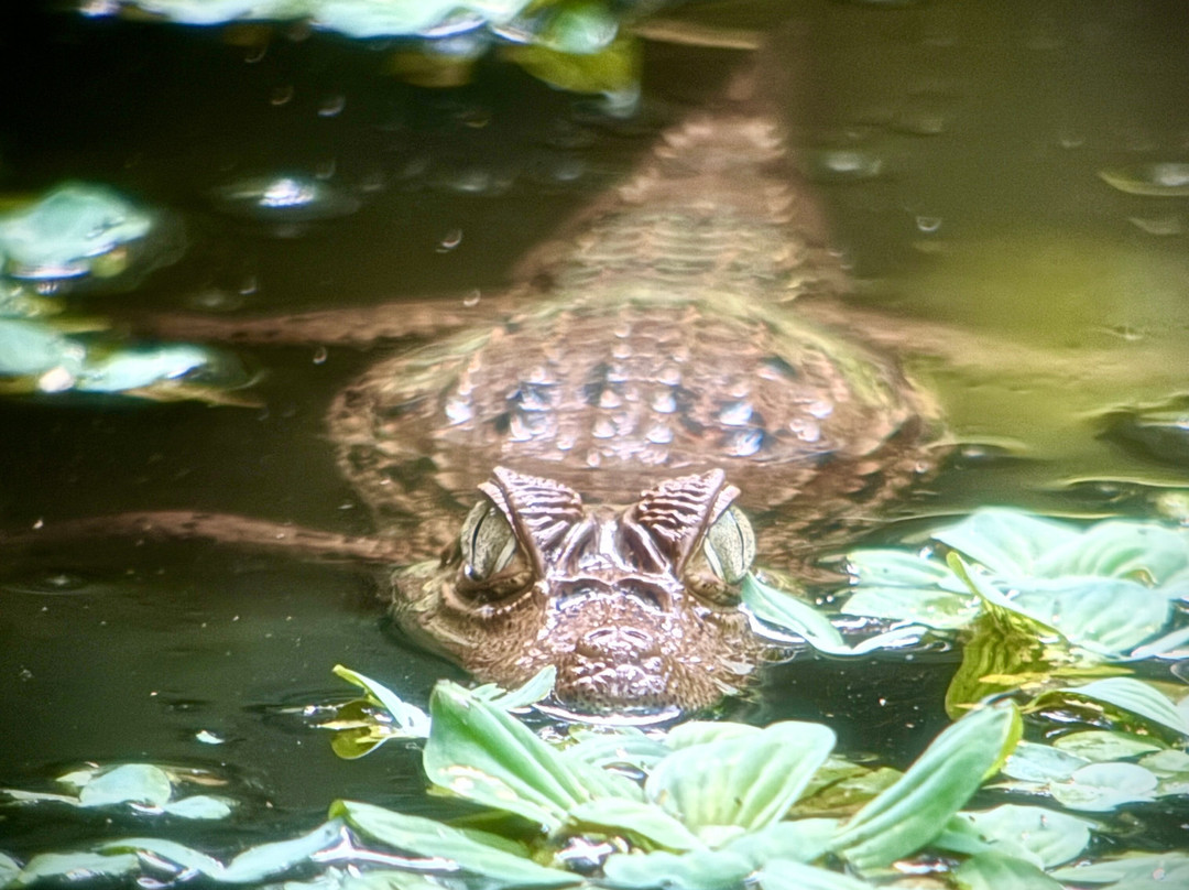 Peru Amazon Expeditions-Manu必去景点