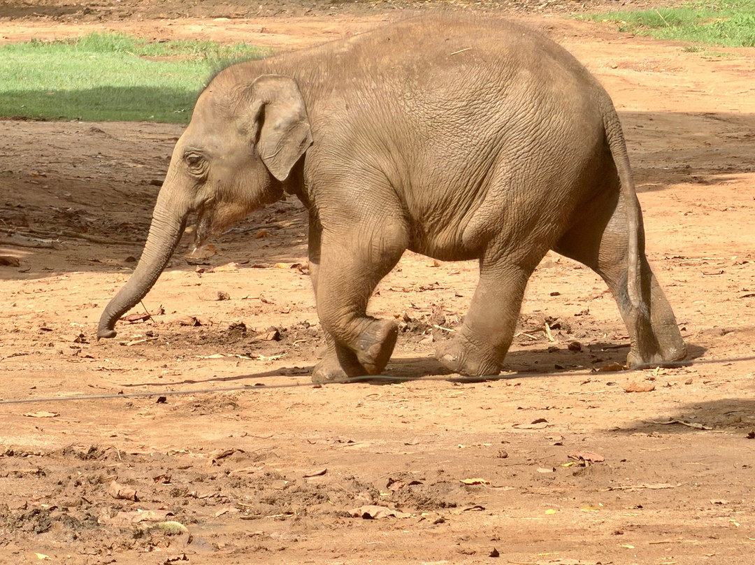 Elephant Transit Home (ETH)-乌达瓦拉维国家公园必去景点