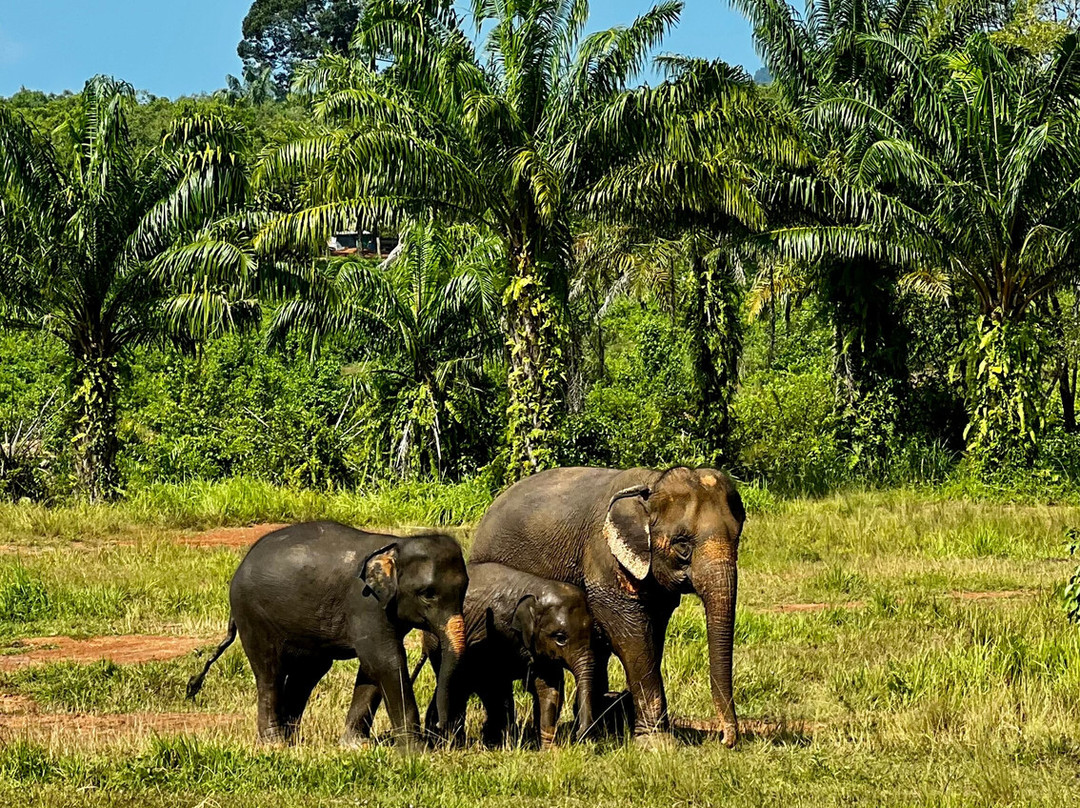 Following Giants - Krabi-Khlong Hin必去景点