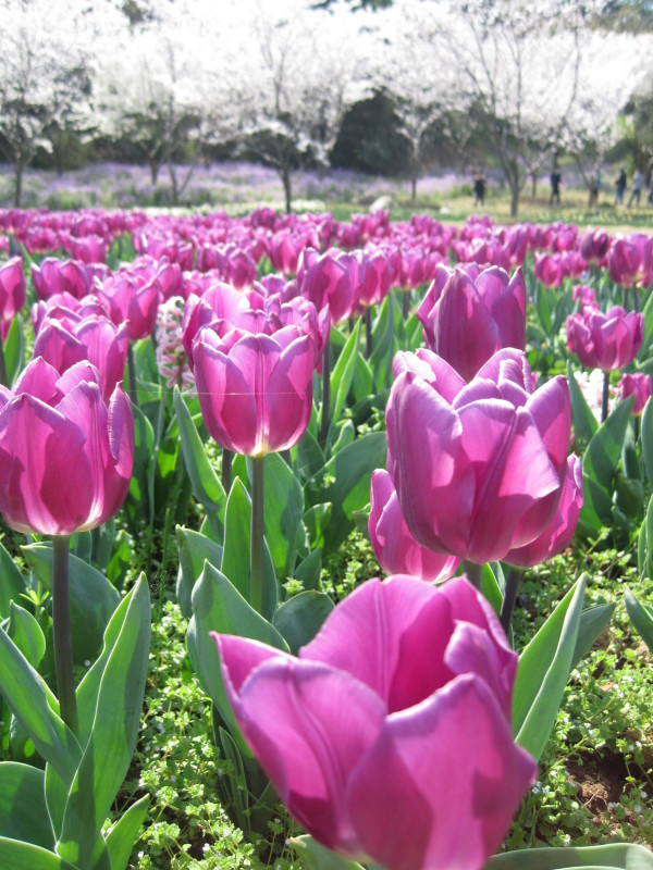上方山-苏州市必去景点