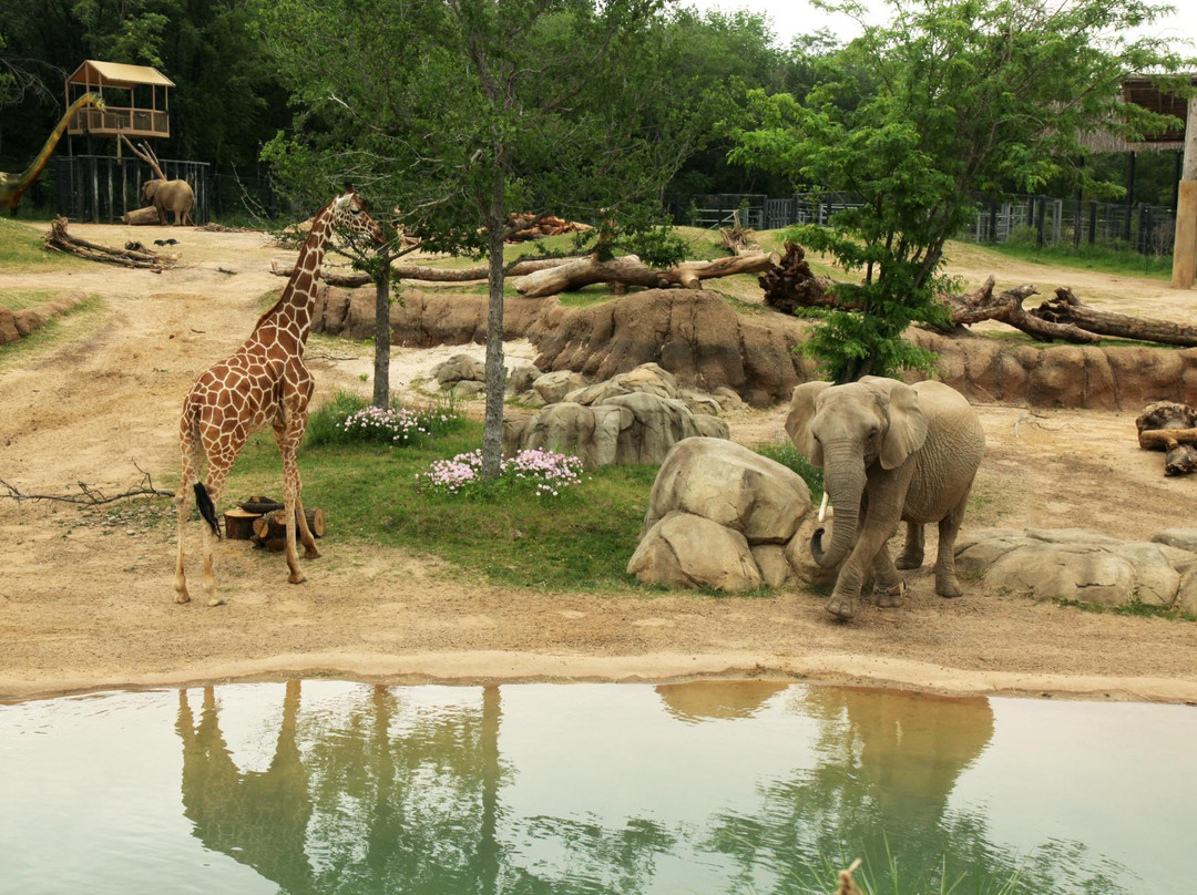 达拉斯动物园景点图片