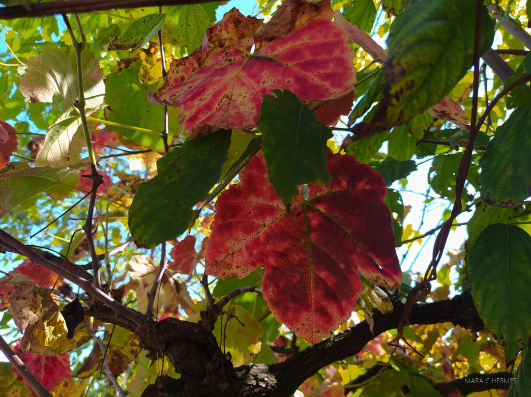 Gruta Nossa Senhora De Lourdes-Santa Tereza必去景点