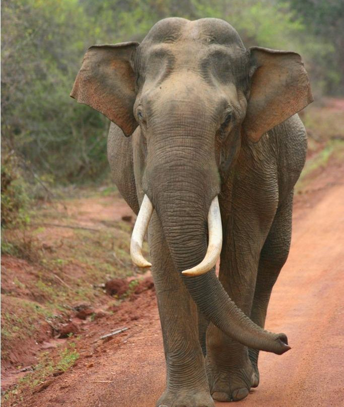 Yala Tusker Safari Tours