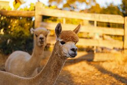 MillDuck StrawBale B&B主图