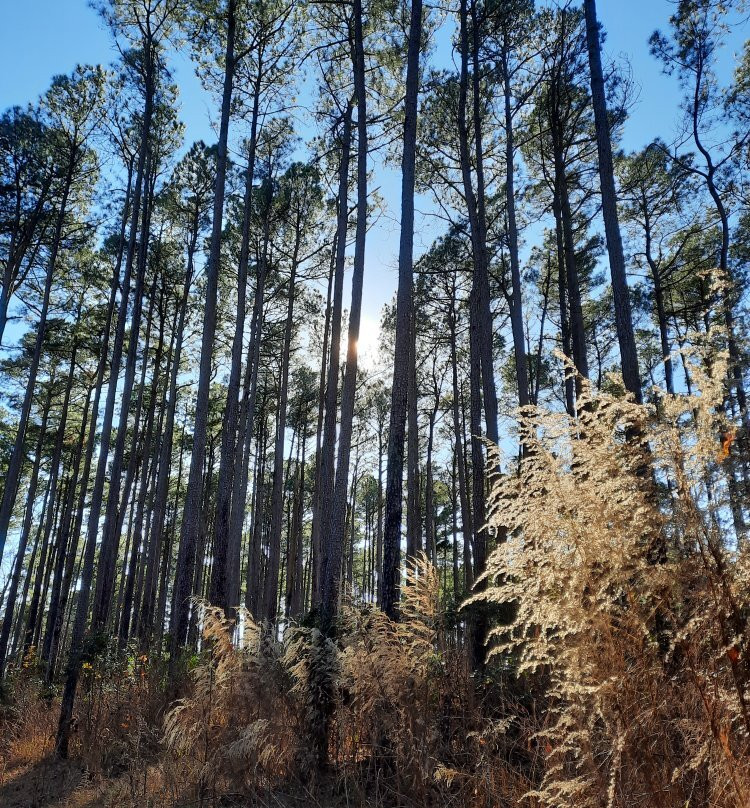 Atlanta State Park-Atlanta必去景点