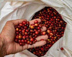 Cafe de Altura-Quimbaya必去景点