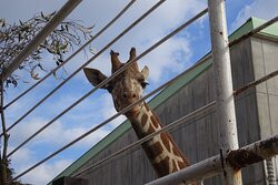 Kujukushima Zoological and Botanical Garden Morikirara景点图片