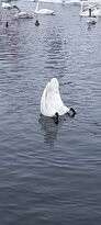 Swan Natural Area景点图片