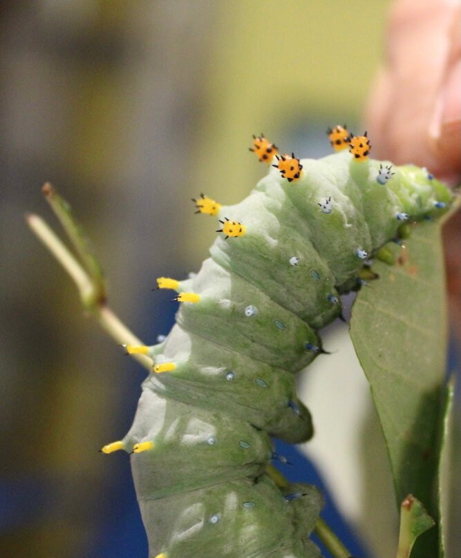 Butterfly Ridge Conservation Center-Rockbridge必去景点
