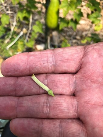 The Luffa Farm景点图片