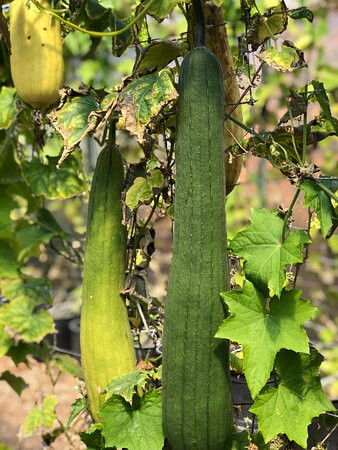 The Luffa Farm景点图片