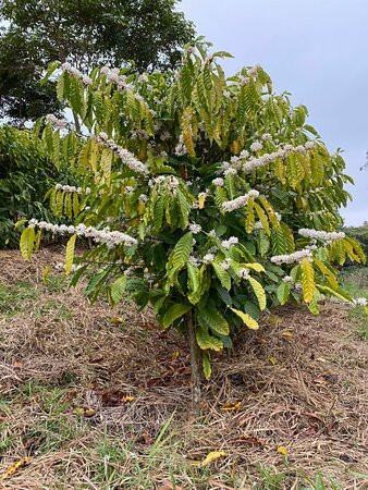 Fazenda Allianca Agro景点图片