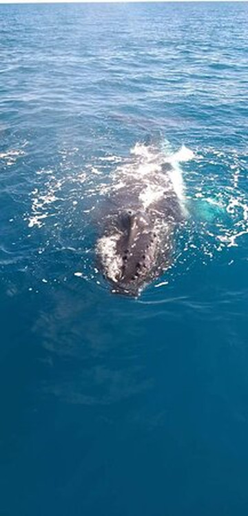 Freedom Whale Watch-赫维湾必去景点