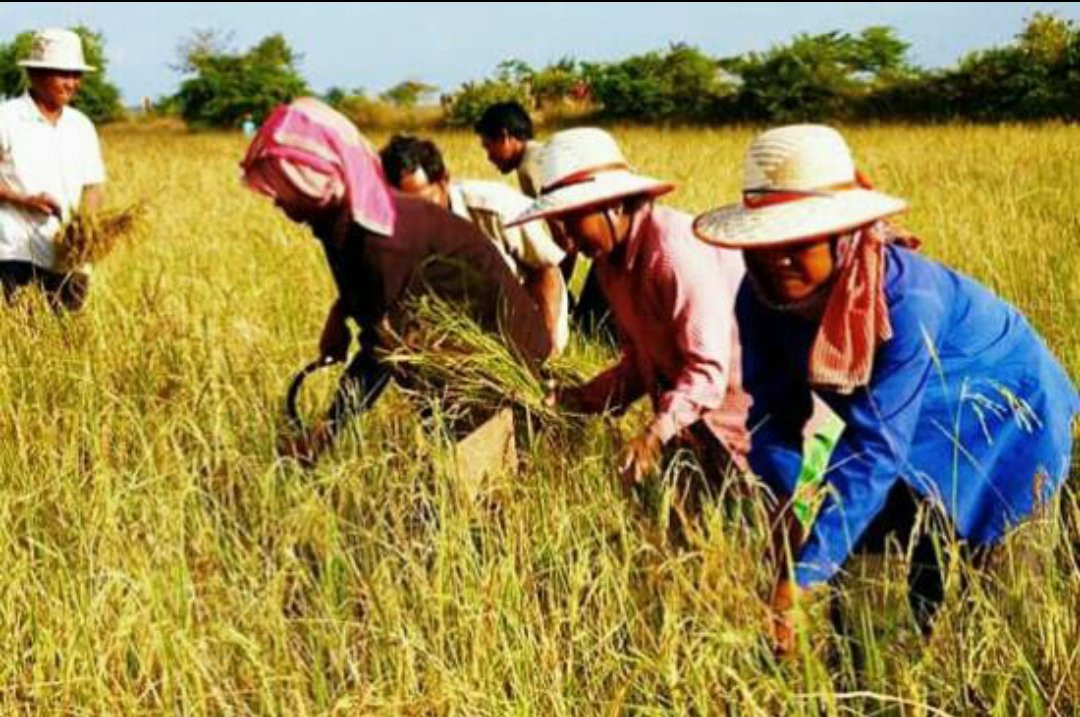 Battambang Tour Lychee-马德望必去景点