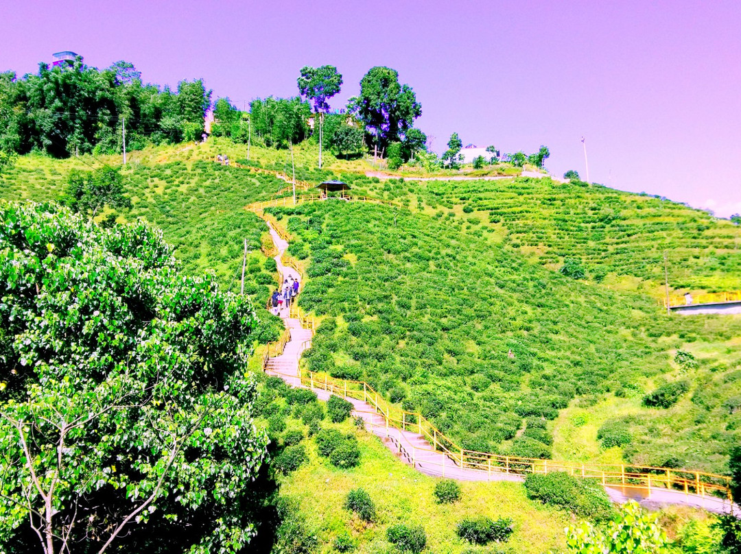 Ilam Tea Garden景点图片