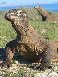 Komodo Mega Tours景点图片