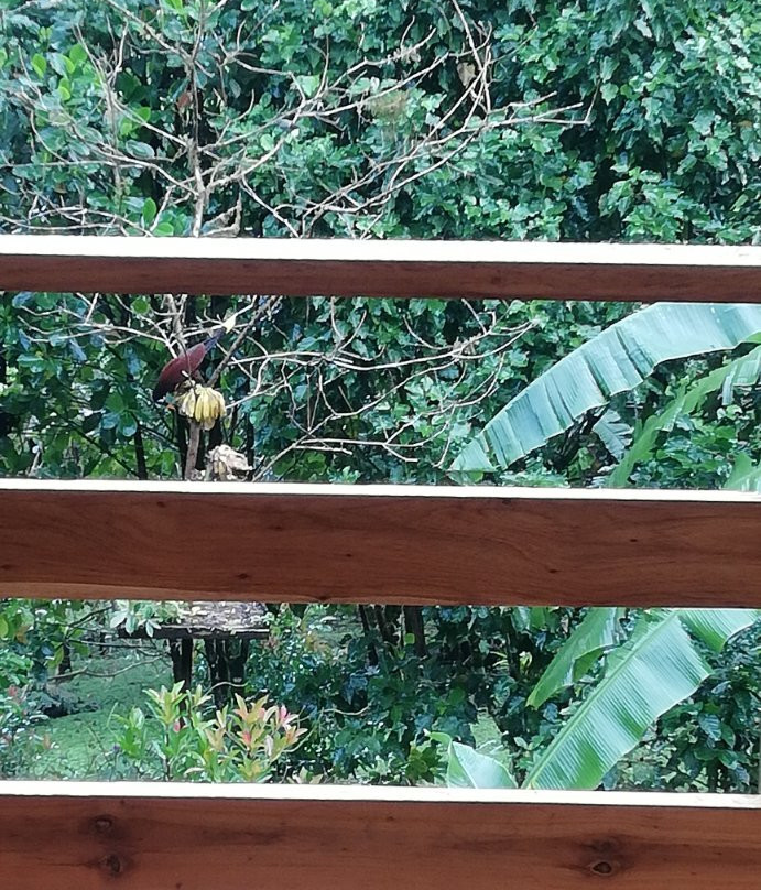 Aves De Tierras Altas景点图片