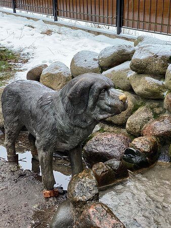 St. Bernard Dog Statue-泽列诺戈尔斯克必去景点