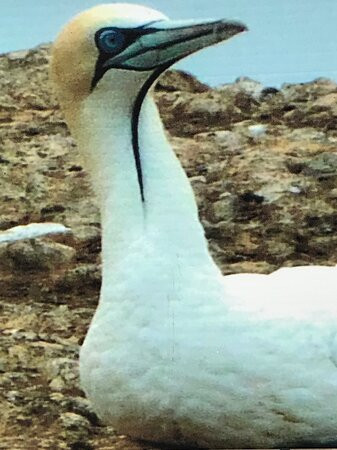Point Danger Gannet Colony-波特兰必去景点
