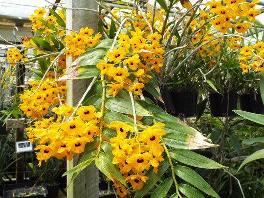 Santa Barbara Orchid Estate-圣巴巴拉必去景点