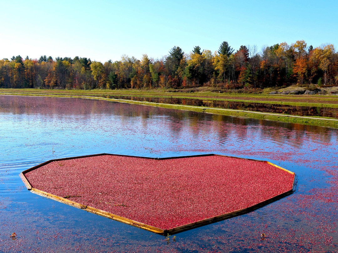 Johnston's Cranberry Marsh & Muskoka Lakes Winery景点图片