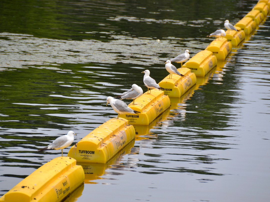 Magnetawan Locks and Dam Trail景点图片