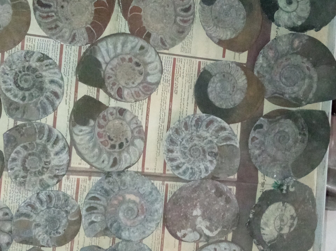 Mezane Fossil Store-Rissani必去景点