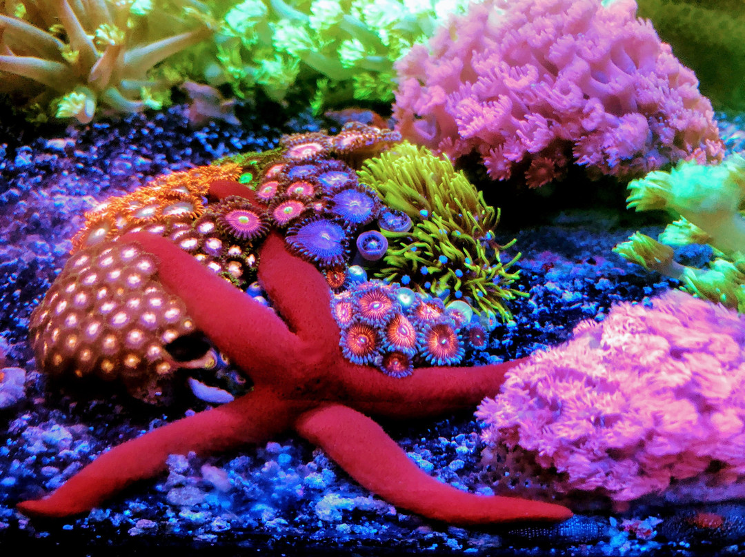 Neptunes Aquariums-海厄利亚必去景点