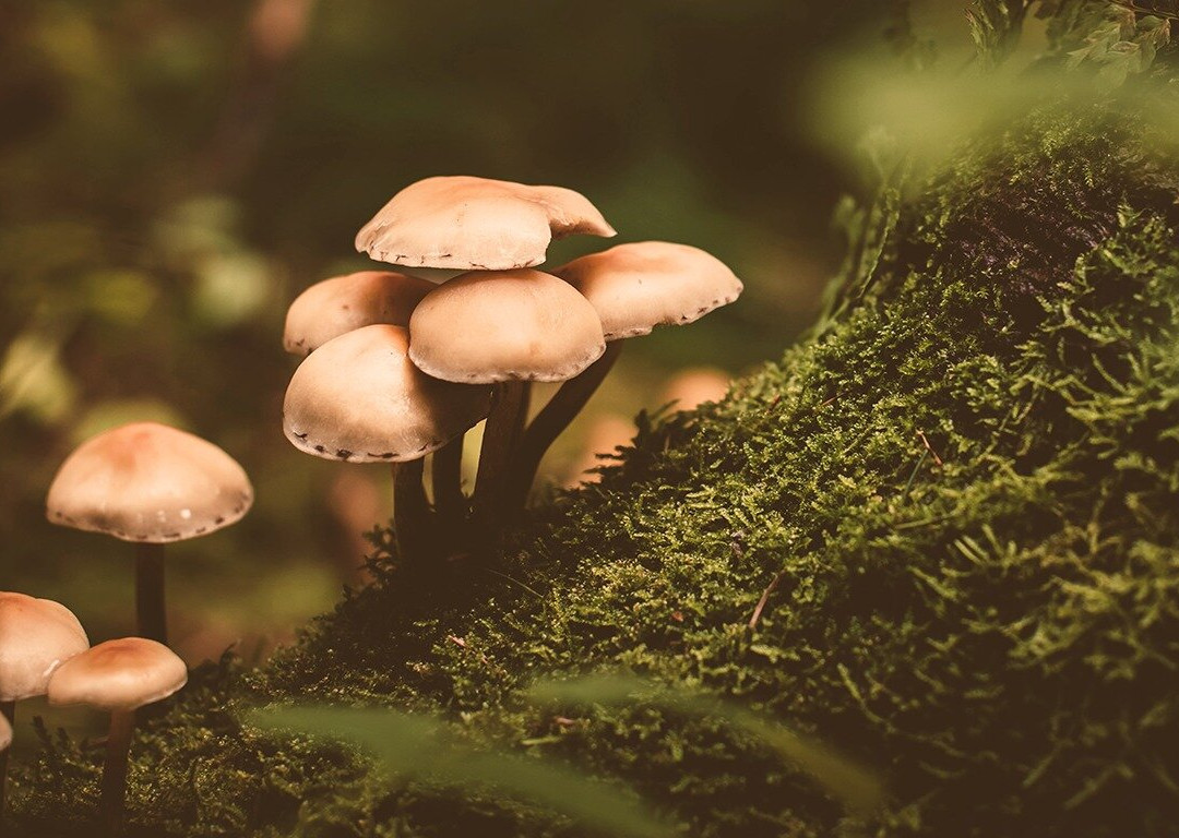 Healing Retreat Center in Costa Rica-Esterillos Este必去景点