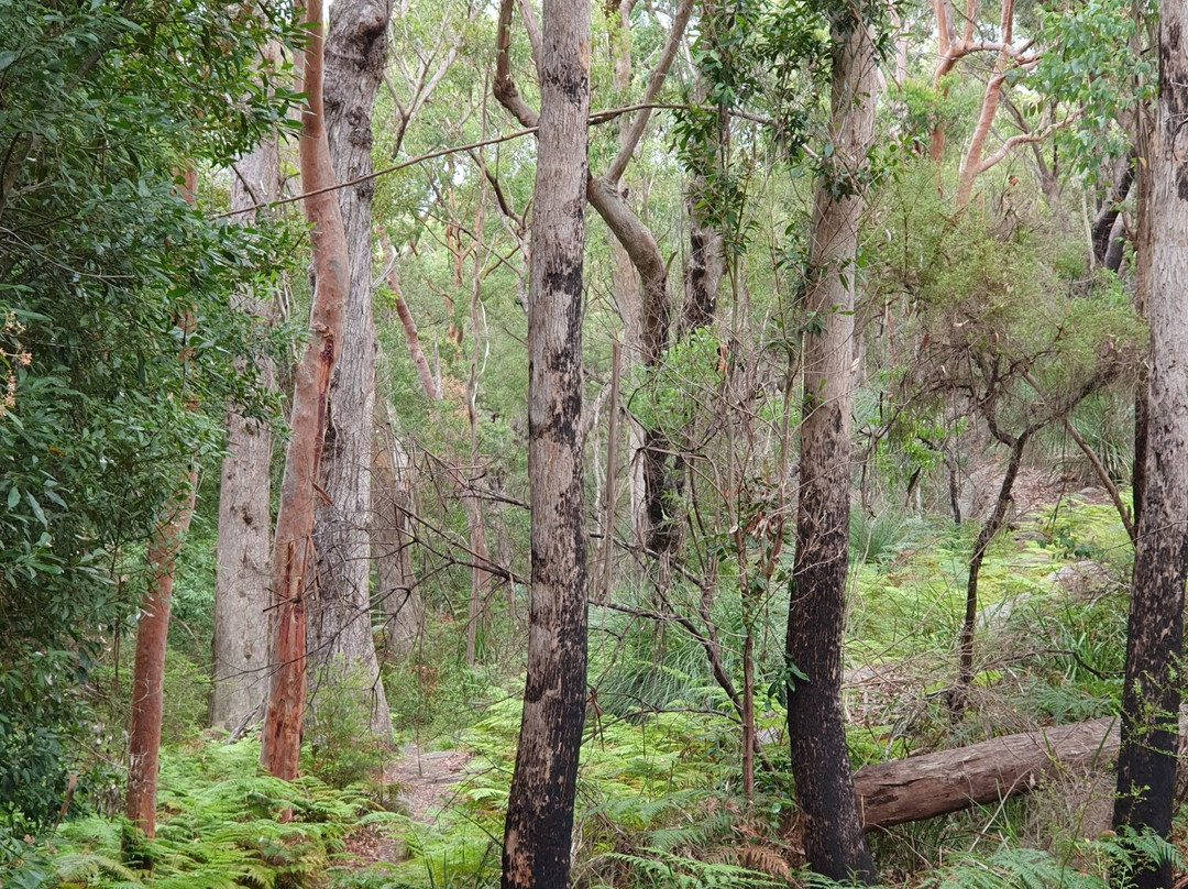 Berowra Valley National Park景点图片