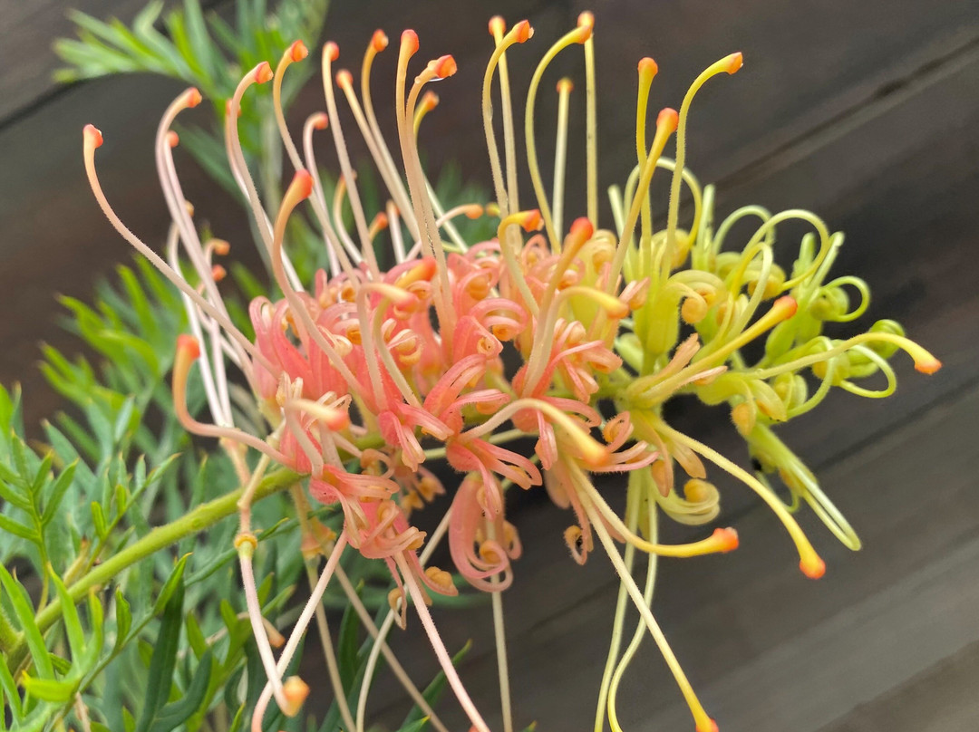 Natives 'R' Us Nursery-Traveston必去景点