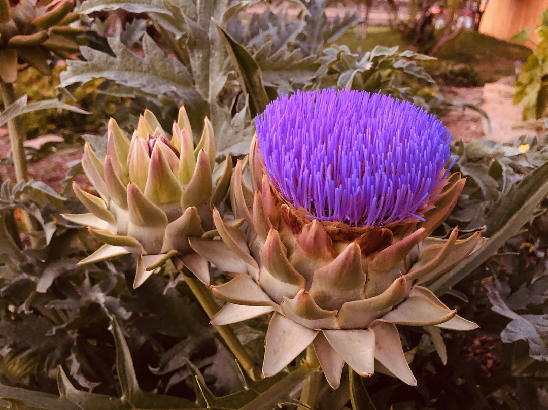 The Loubird Inn主图