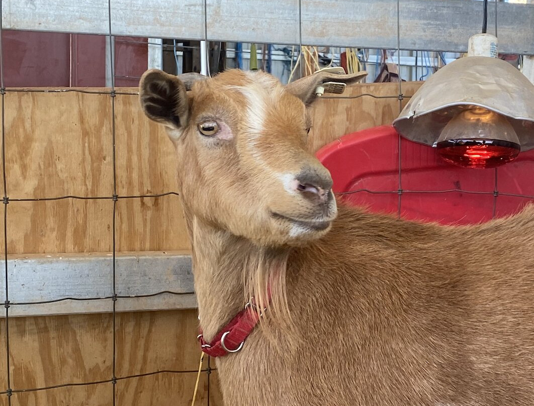 Harmony Acres Ranch & Petting Farm-Cornville必去景点