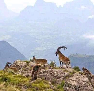 Ethiopia Trek Tour-Debark必去景点