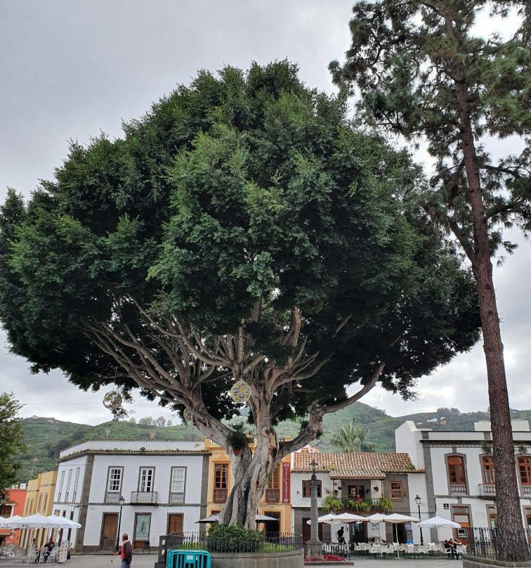 Calle Real de la Plaza景点图片