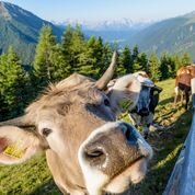 Hotel Chalet Olympia-官方